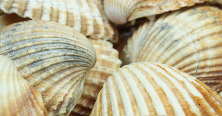 Sea shell background