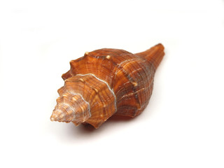 Sea shell on white background