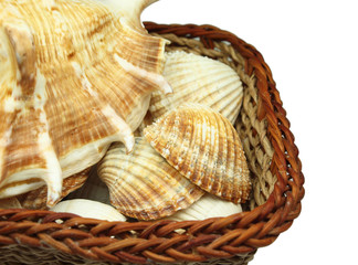sea shells in basket on white background