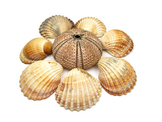Sea shells on white background