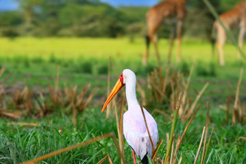 Yellow billed stork