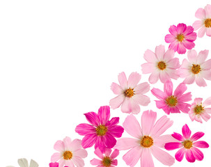 A beautiful border from pink flowers on a white background