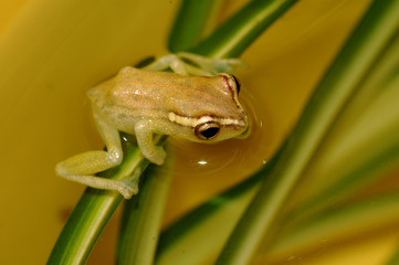 Naklejka premium The diminutive frog.