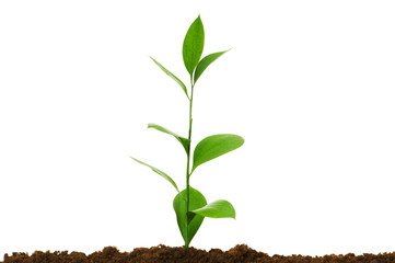 Seedlings illustrating the concept of new life