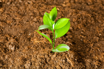 New life concept - green seedling growing out of soil