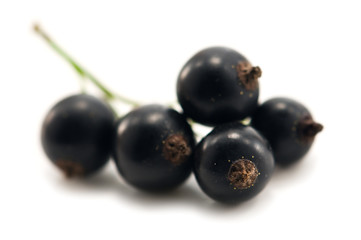 currant