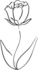 Flower Sketch