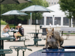 Curious Squirrel
