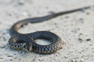 snake