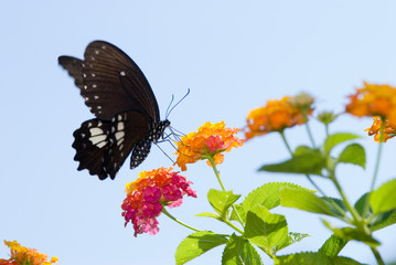 beautiful swallowtail butterfly flying