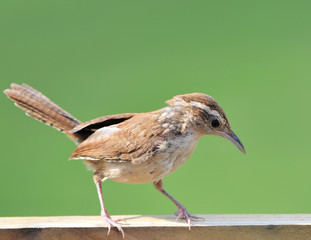 Carolina Wren