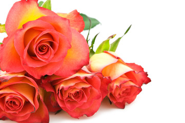 Fototapeta premium red roses on white background
