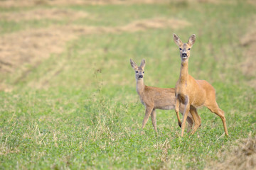 Doe and fawn