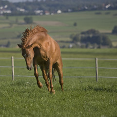 Warmblut