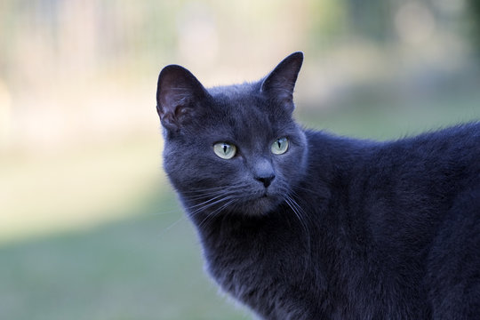 Chat bleu