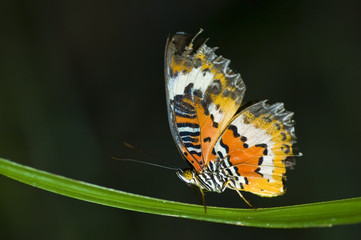 butterfly with dark background