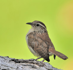 Carolina Wren
