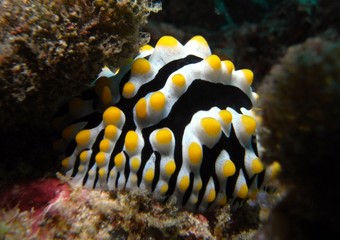 Giftige Warzenschnecke (Phyllidia varicosa)