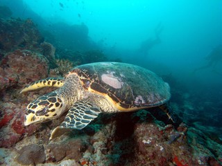 Obraz premium Meeresschildkröte mit Tauchern