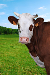 Vache dans un pr&eacute;