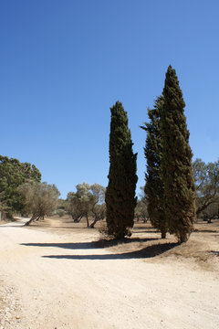 cipres et oliviers