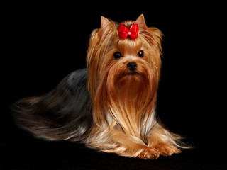 The Yorkshire Terrier on the black background