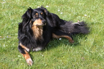 Schwarz-brauner Mischlingshund