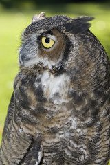 Side view of a great horned owl in captivity.