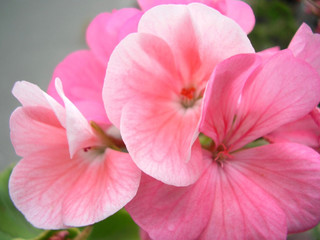 Fototapeta na wymiar Pink Geraniums