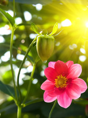 Obraz premium Flower garden pink petals