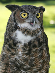 A great horned owl in captivity.