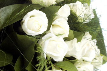 Obraz premium white roses