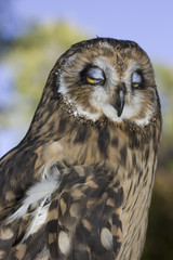 Short eared owl with its eyes partly closed.