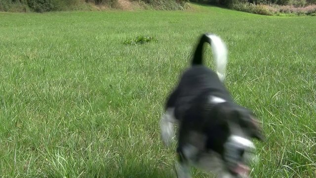 Hundeschule