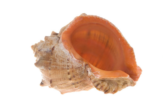 cockle shell