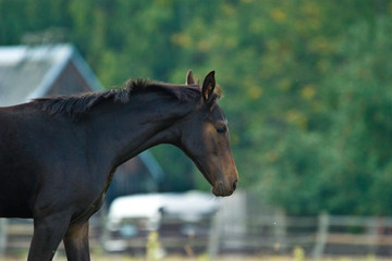 Obraz premium horse