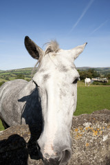 horse