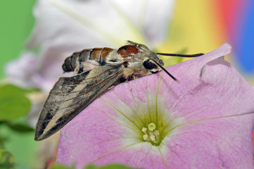 Close-up of bee-robber (Acherontia) walking on a flower
