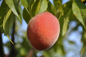 Luscious red coloured peach on the tree