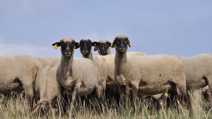 Fototapeta premium sheep