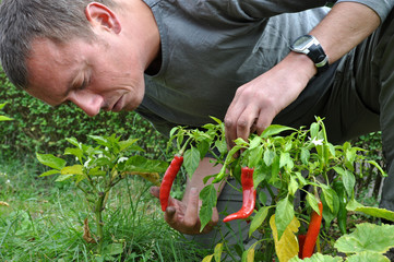 young farmer cultivating peppers