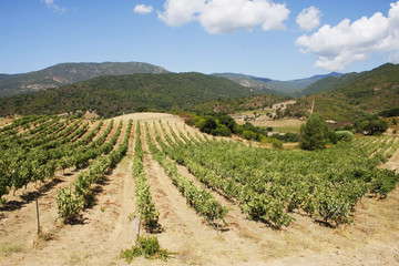 Fototapeta na wymiar winnica Corse stok