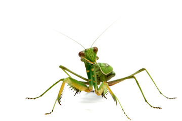 MANTIS RELIGIOSA