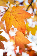Close up photo of fall colored leaves.