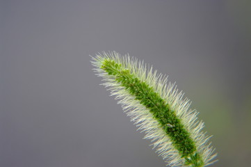 ねこじゃらし！