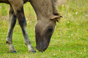 horse