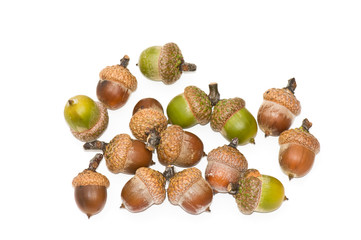 Acorns.