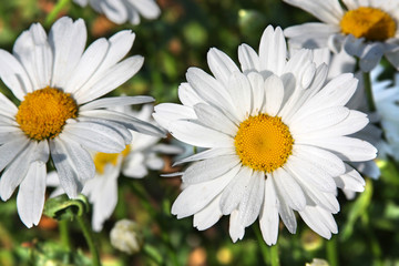 Fototapeta premium Daisies