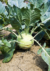 Nice big kohlrabi growing in garden