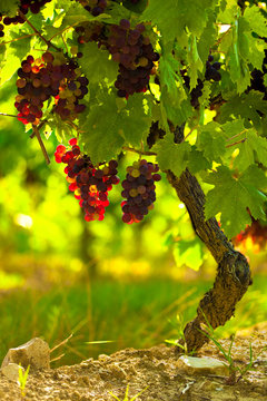 C&egrave;pe